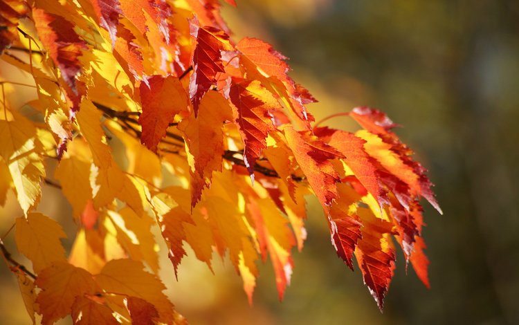 листва, осень, клен, foliage, autumn, maple