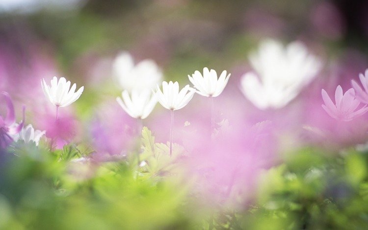 цветы, трава, поле, размытость, белые, нежность, сиреневые, flowers, grass, field, blur, white, tenderness, lilac