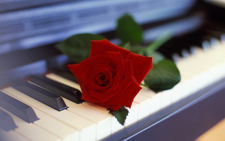 роза, рояль, клавишы, rose, piano, key