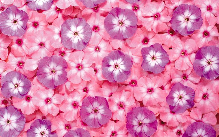цветы, розовые, яркие, сиреневые, флоксы, flowers, pink, bright, lilac, phlox