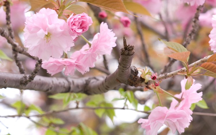 ветка, цветение, весна, сакура, branch, flowering, spring, sakura