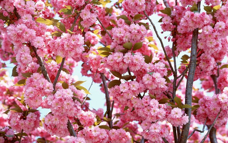 природа, цветение, ветки, весна, сакура, nature, flowering, branches, spring, sakura