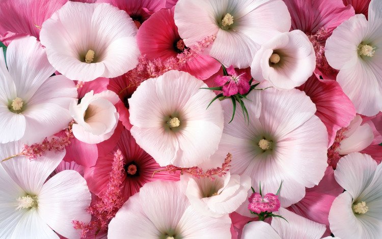 цветы, розовые, белые, лаватера, flowers, pink, white, lavatera