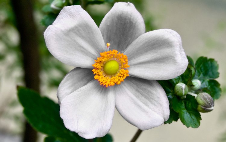 цветок, лепестки, белый, растение, анемон, flower, petals, white, plant, anemone
