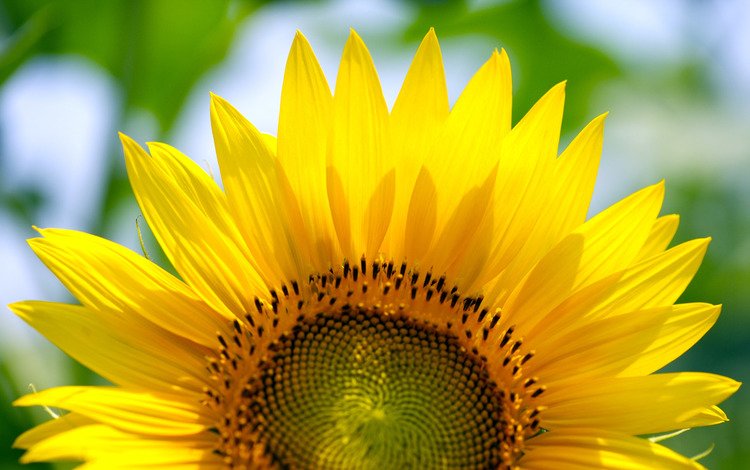 лето, подсолнух, summer, sunflower