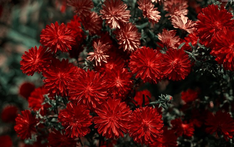 цветы, красная, хризантема, flowers, red, chrysanthemum
