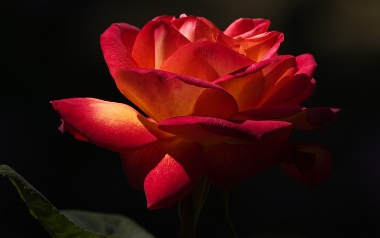 макро, цветок, роза, лепестки, черный фон, macro, flower, rose, petals, black background