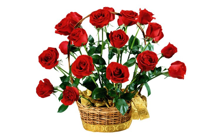 цветы, розы, красные, букет, белый фон, подарок, flowers, roses, red, bouquet, white background, gift