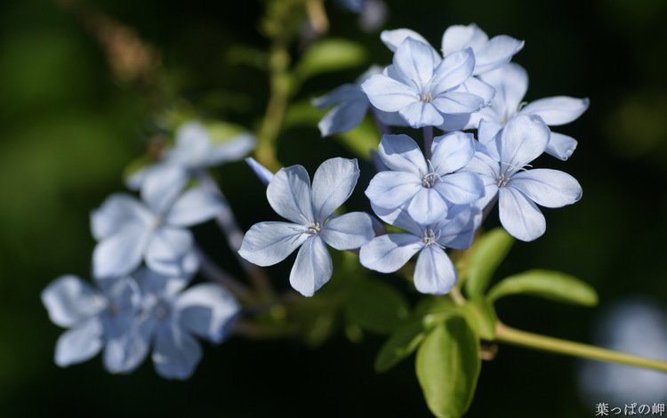 цветы, лепестки, голубые, свинчатка, flowers, petals, blue, svinchatka