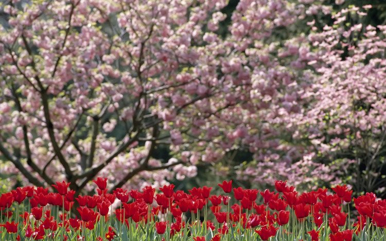 цветы, цветение, весна, тюльпан, flowers, flowering, spring, tulip