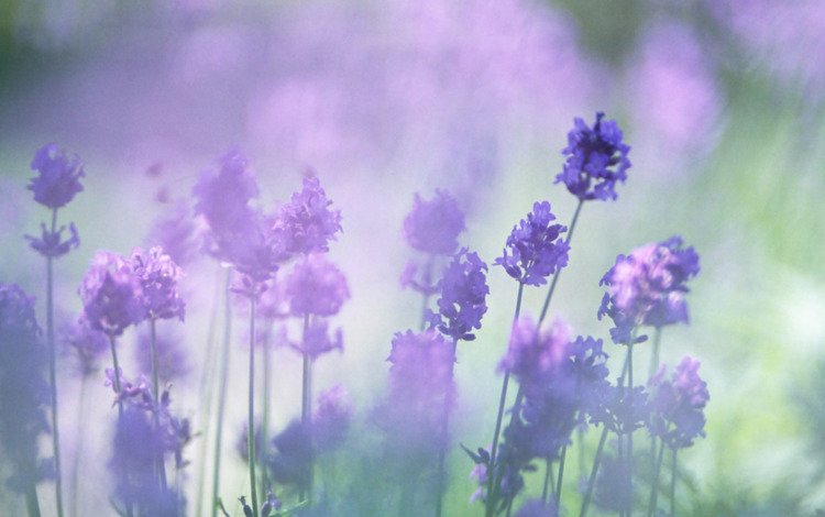 цветы, лаванда, размытость, сиреневые, flowers, lavender, blur, lilac