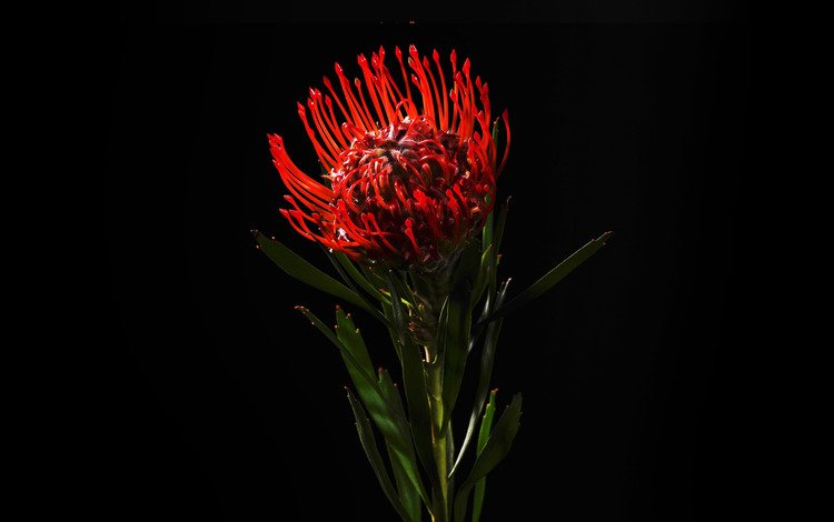 цветок, красный, черный фон, протея, белосемянник, леукоспермум, flower, red, black background, proteus