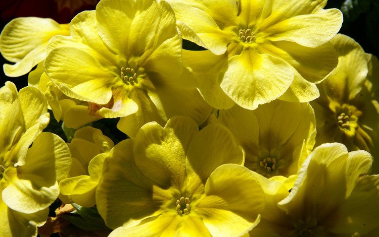цветы, желтые, примула, flowers, yellow, primula