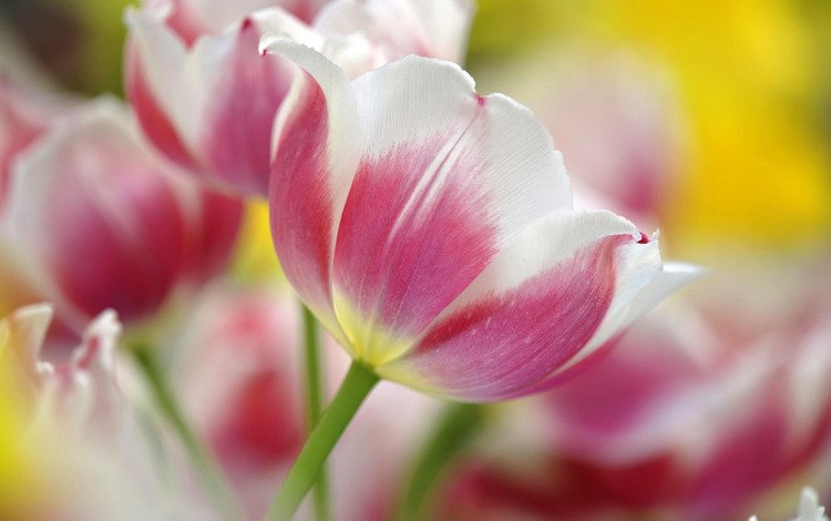 весна, тюльпан, spring, tulip