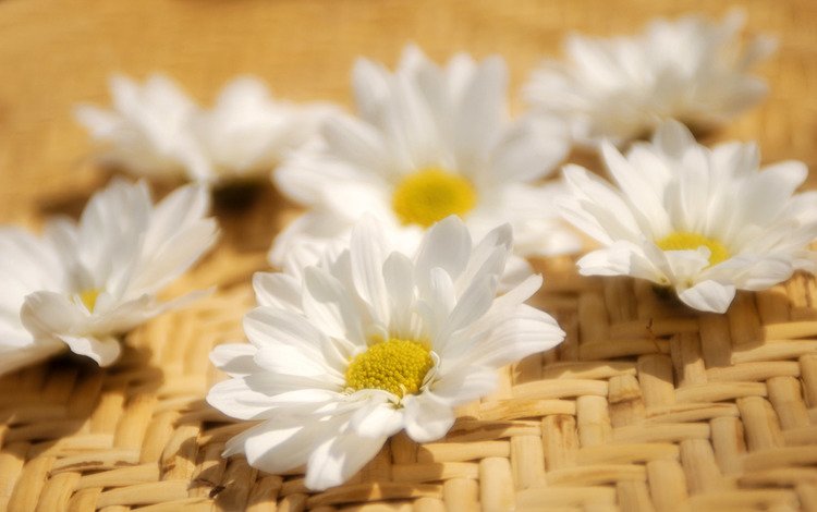 цветы, лепестки, ромашка, белые, flowers, petals, daisy, white