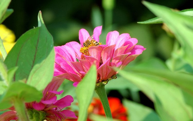 цветы, насекомое, пчела, цинния, flowers, insect, bee, zinnia