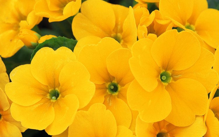 цветы, макро, лето, лепестки, желтые, примула, flowers, macro, summer, petals, yellow, primula