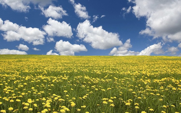 небо, желтые, цветы, облака, природа, пейзаж, поле, горизонт, одуванчики, the sky, yellow, flowers, clouds, nature, landscape, field, horizon, dandelions