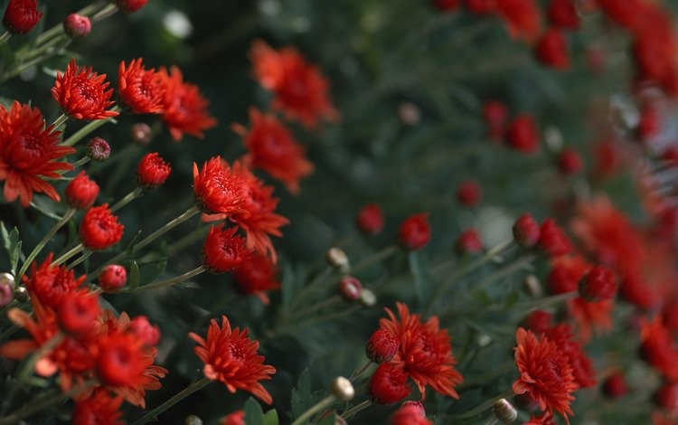 цветы, красные, хризантемы, flowers, red, chrysanthemum