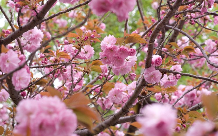 цветы, цветение, ветки, лепестки, сакура, flowers, flowering, branches, petals, sakura