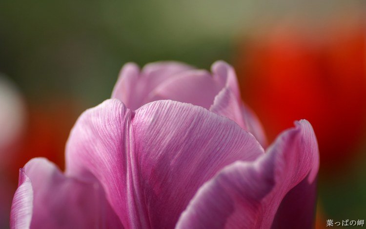 бутон, тюльпан, bud, tulip