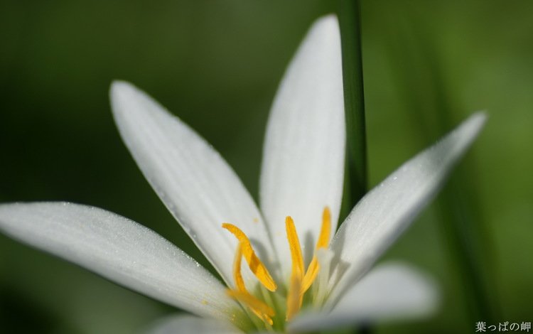 макро, фон, цветок, белый, лилия, macro, background, flower, white, lily