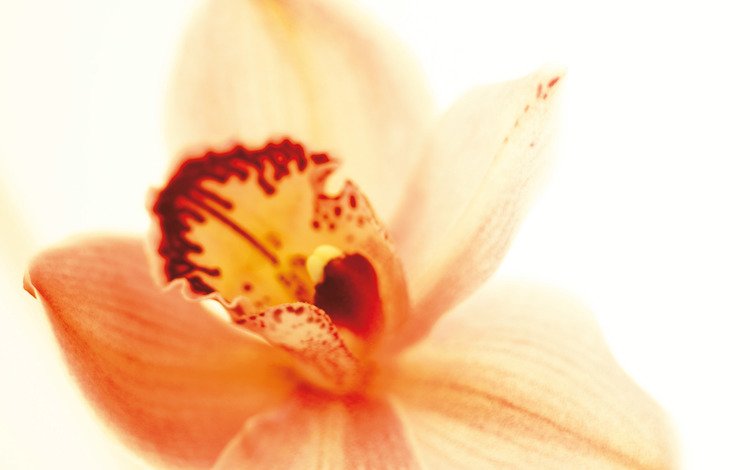 цветок, лепестки, орхидея, крупным планом, flower, petals, orchid, closeup