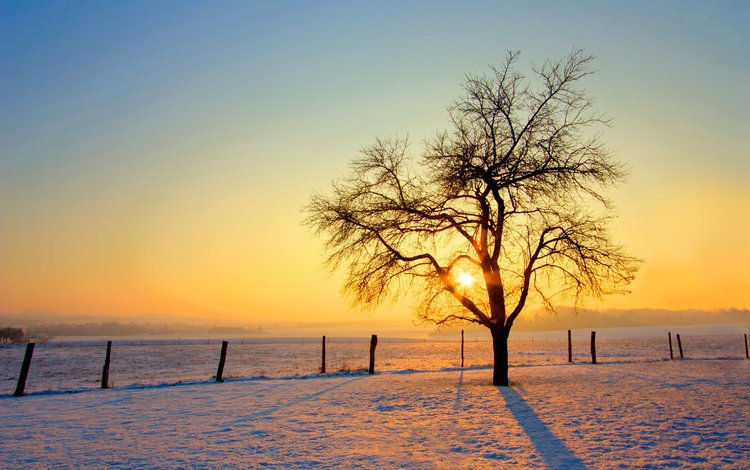 снег, дерево, зима, забор, snow, tree, winter, the fence