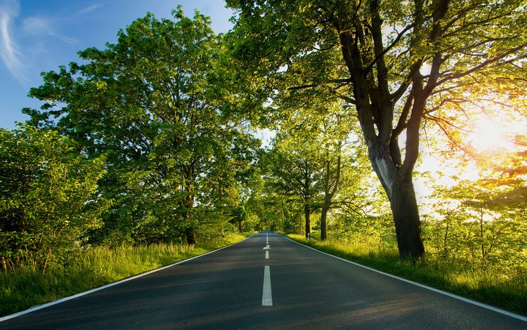 дорога, деревья, листва, лето, разметка, road, trees, foliage, summer, markup
