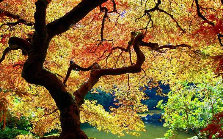 солнце, дерево, листва, осень, the sun, tree, foliage, autumn