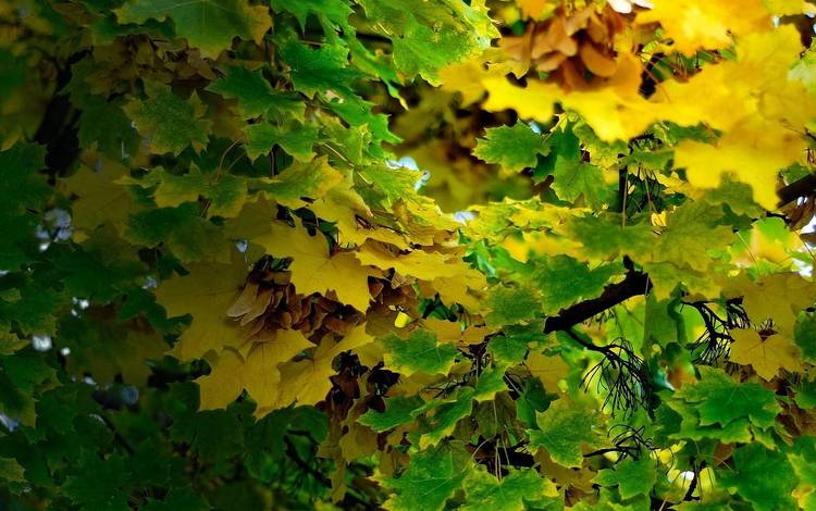 листья, листва, осень, клен, leaves, foliage, autumn, maple