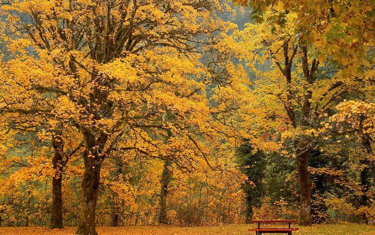 деревья, парк, листва, осень, скамейка, trees, park, foliage, autumn, bench