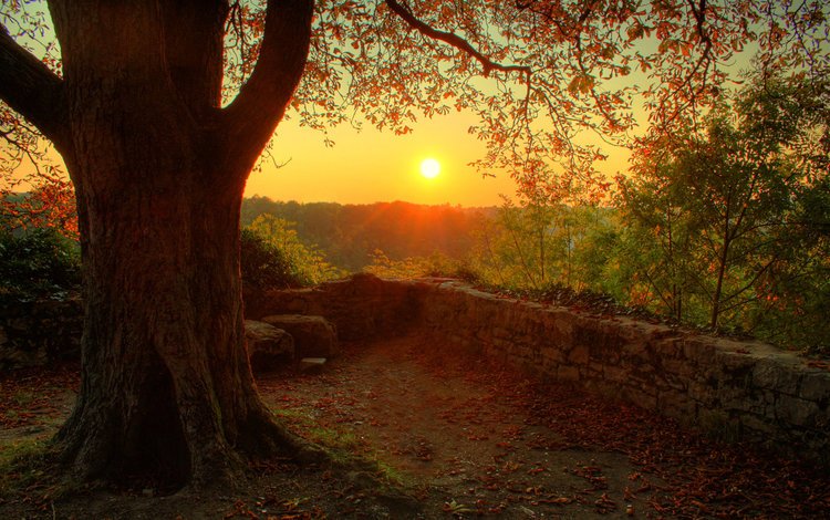 солнце, природа, дерево, лес, закат, настроение, осень, the sun, nature, tree, forest, sunset, mood, autumn