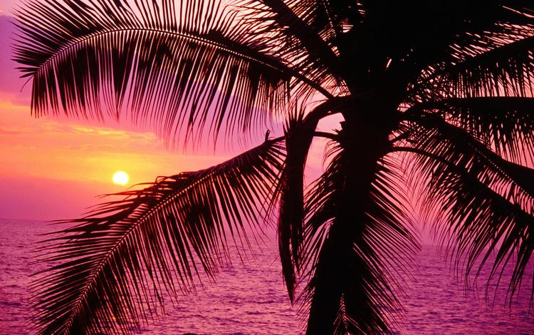 закат, море, пальма, sunset, sea, palma