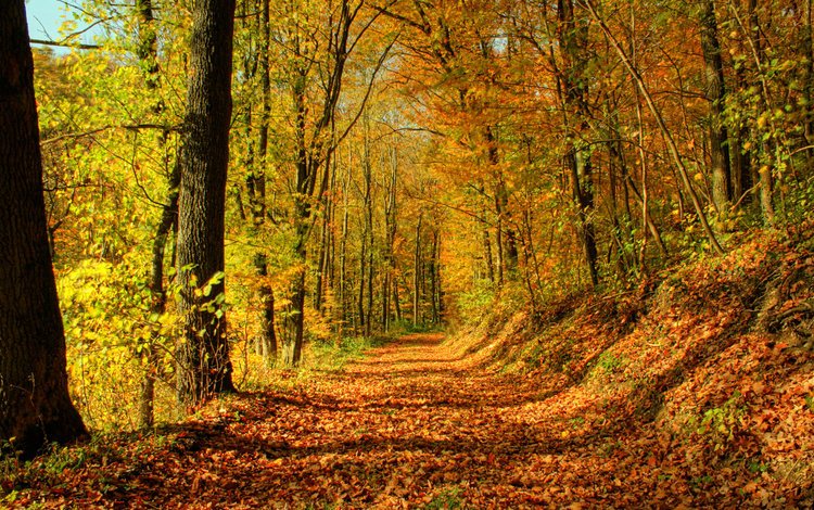 деревья, солнце, лес, листья, листва, осень, тропа, trees, the sun, forest, leaves, foliage, autumn, trail