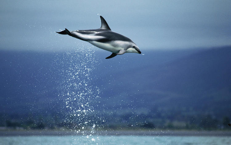 небо, вода, море, прыжок, дельфин, подводный мир, the sky, water, sea, jump, dolphin, underwater world