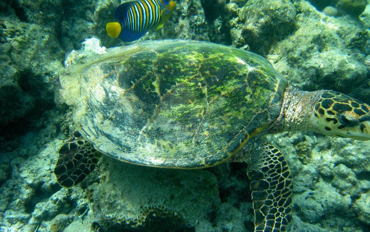 черепаха, подводный мир, морская черепаха, turtle, underwater world, sea turtle