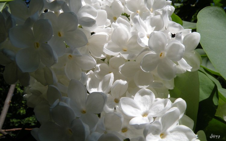 цветы, цветение, лепестки, весна, белые, сирень, flowers, flowering, petals, spring, white, lilac