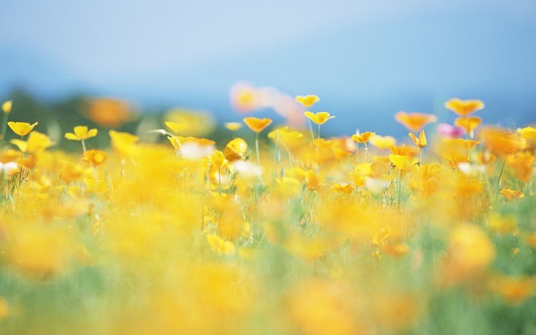 цветы, солнце, природа, лето, размытость, луг, желтые, flowers, the sun, nature, summer, blur, meadow, yellow