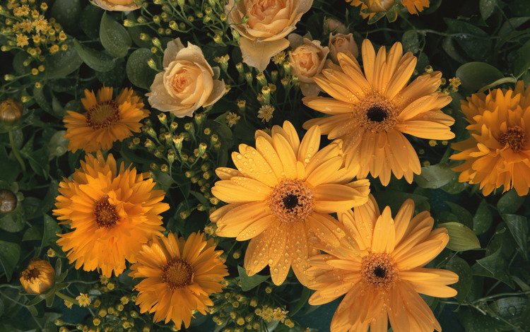 цветы, лепестки, желтые, flowers, petals, yellow