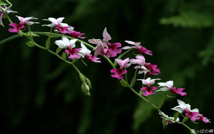 цветы, темный фон, орхидеи, flowers, the dark background, orchids