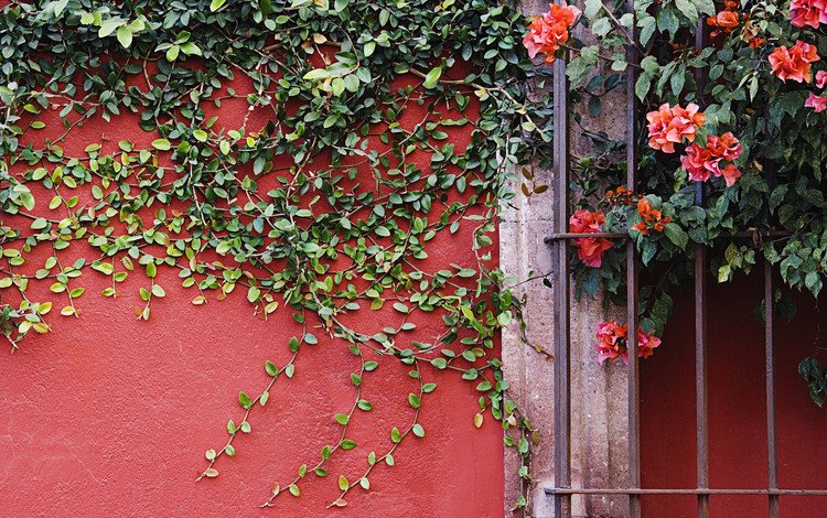 цветы, листья, стена, лианы, flowers, leaves, wall, vines