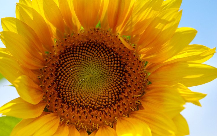желтый, макро, цветок, лепестки, подсолнух, yellow, macro, flower, petals, sunflower