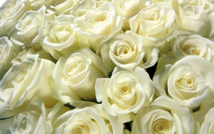 бутоны, розы, букет, белые, охапка, buds, roses, bouquet, white, bunch