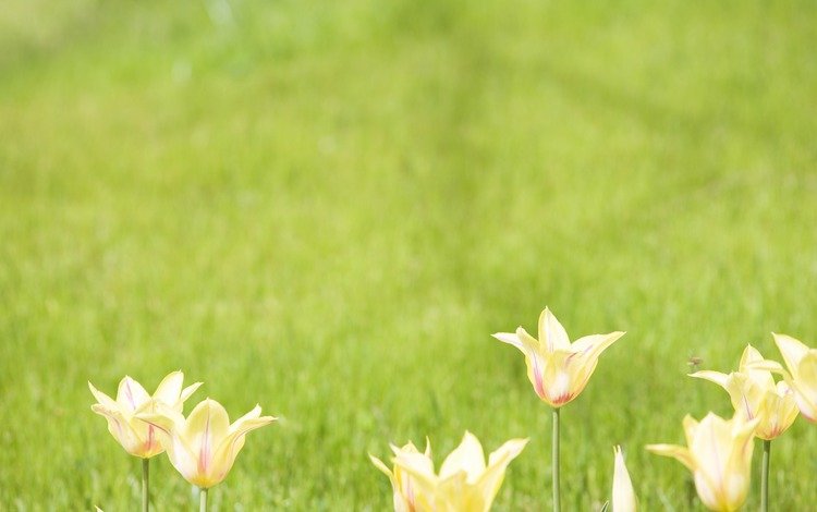 цветы, тюльпаны, зеленый фон, flowers, tulips, green background