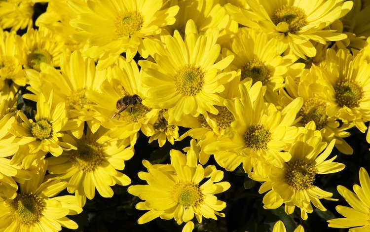 цветы, желтые, хризантемы, flowers, yellow, chrysanthemum