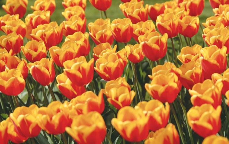 цветы, весна, тюльпаны, красочный, кумба, flowers, spring, tulips, colorful