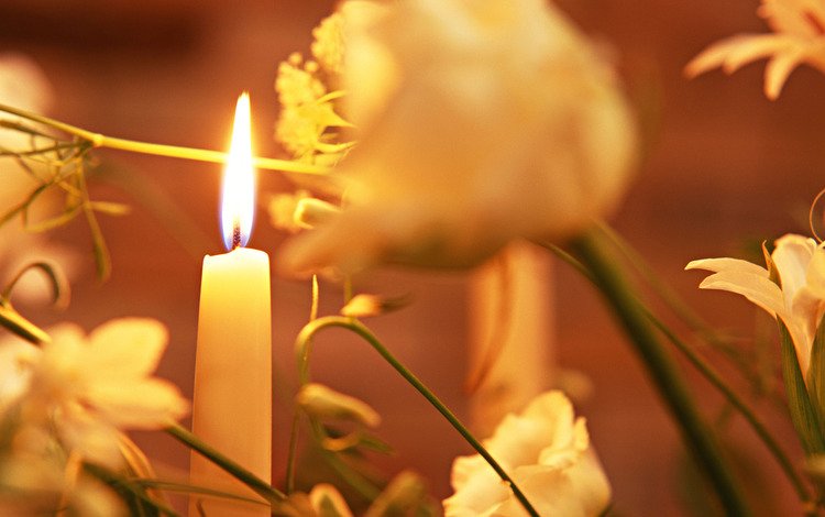 цветы, свеча, flowers, candle