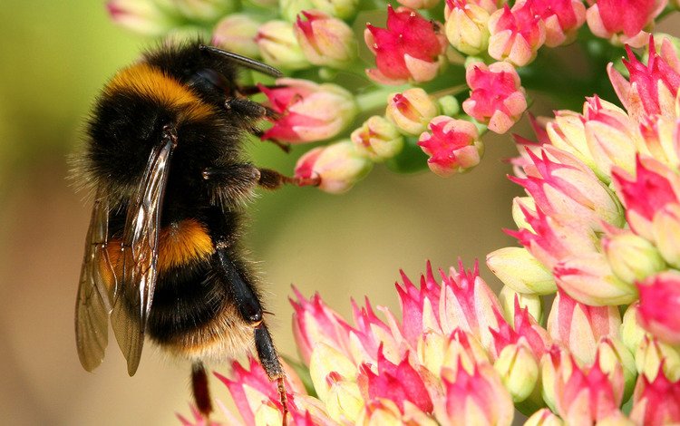 цветы, макро, насекомые, пчела, шмель, flowers, macro, insects, bee, bumblebee