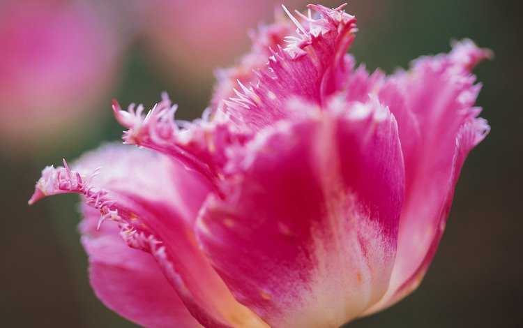 цветок, лепестки, бутон, розовый, тюльпан, flower, petals, bud, pink, tulip